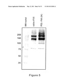 FACTOR VIII POLYMER CONJUGATES diagram and image