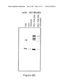 FACTOR VIII POLYMER CONJUGATES diagram and image