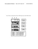 NOVEL MODULATORS OF CALCIUM RELEASE-ACTIVATED CALCIUM CHANNEL AND METHODS FOR TREATMENT OF NON-SMALL CELL LUNG CANCER diagram and image