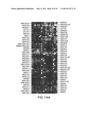 METHODS AND COMPOSITIONS INVOLVING MICRORNA diagram and image