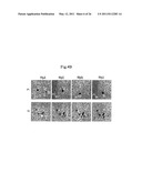 RNA INTERFERENCE MEDIATING SMALL RNA MOLECULES diagram and image