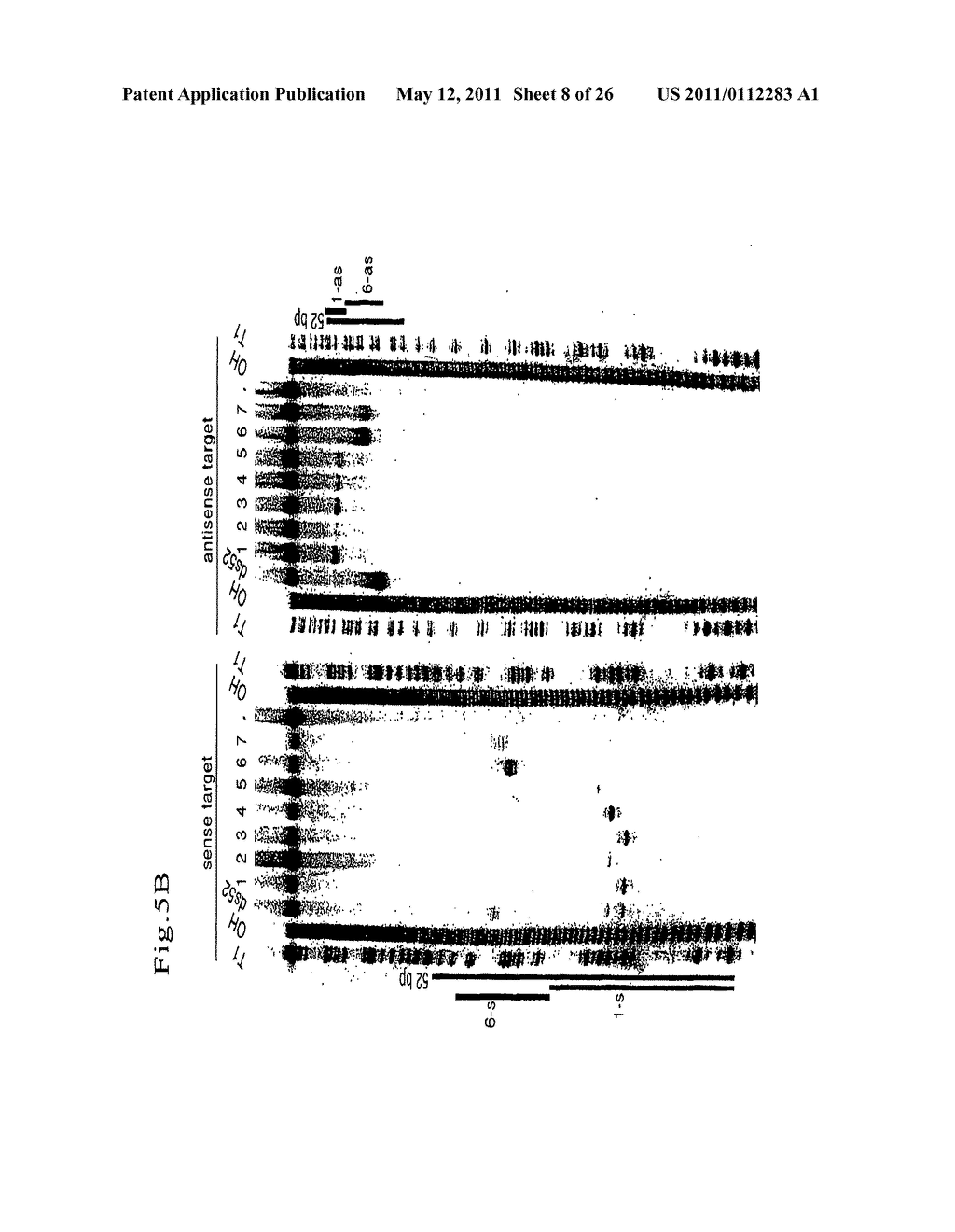 RNA INTERFERENCE MEDIATING SMALL RNA MOLECULES - diagram, schematic, and image 09