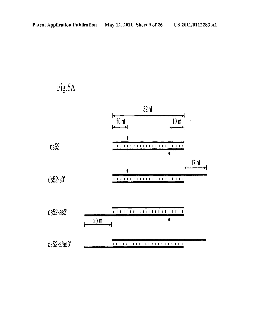 RNA INTERFERENCE MEDIATING SMALL RNA MOLECULES - diagram, schematic, and image 10