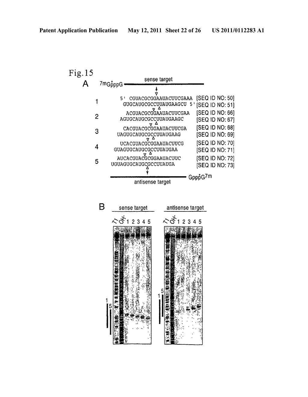 RNA INTERFERENCE MEDIATING SMALL RNA MOLECULES - diagram, schematic, and image 23