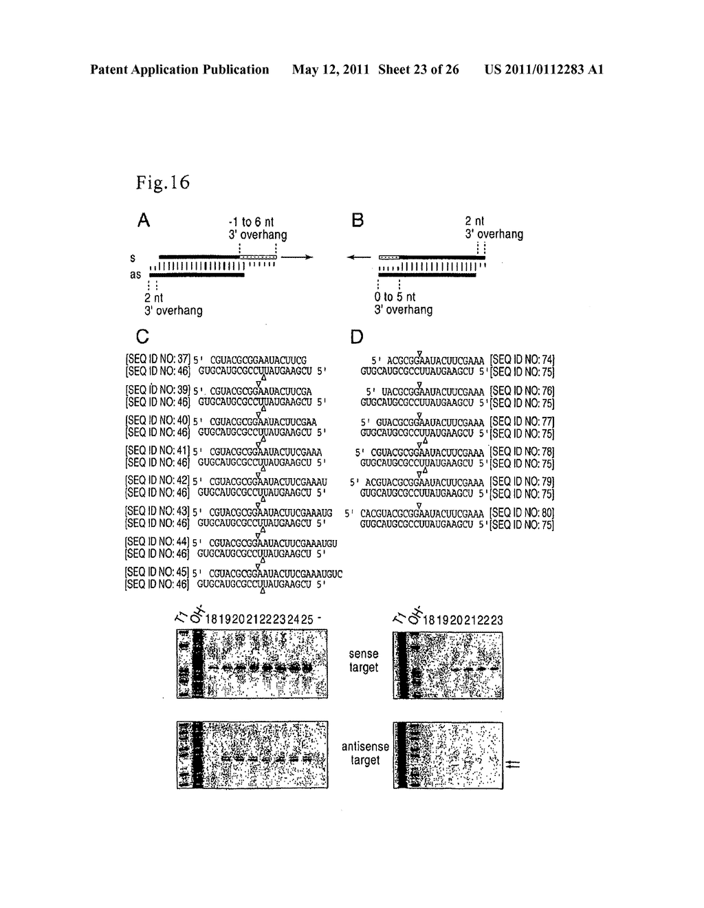 RNA INTERFERENCE MEDIATING SMALL RNA MOLECULES - diagram, schematic, and image 24