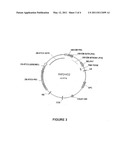 Altering Root Structure During Plant Development diagram and image