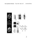 ADAM-15 ANTIBODIES AND IMMUNOGENIC PEPTIDES diagram and image