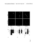 ADAM-15 ANTIBODIES AND IMMUNOGENIC PEPTIDES diagram and image