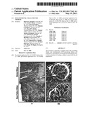 Isolated Renal Cells and Uses Thereof diagram and image