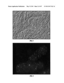 Isolated Renal Cells and Uses Thereof diagram and image