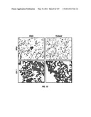 Isolated Renal Cells and Uses Thereof diagram and image