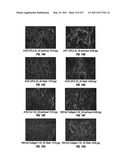 Isolated Renal Cells and Uses Thereof diagram and image