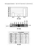 Isolated Renal Cells and Uses Thereof diagram and image