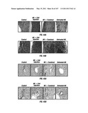 Isolated Renal Cells and Uses Thereof diagram and image