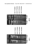 Isolated Renal Cells and Uses Thereof diagram and image