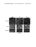 Isolated Renal Cells and Uses Thereof diagram and image