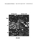 Isolated Renal Cells and Uses Thereof diagram and image