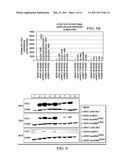 Novel Therapeutic RNA Interference Technology Targeted to the PDX-1 Oncogene in PDX-1 Expressing Neuroendocrine Tumors diagram and image