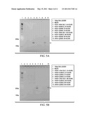 Novel Therapeutic RNA Interference Technology Targeted to the PDX-1 Oncogene in PDX-1 Expressing Neuroendocrine Tumors diagram and image