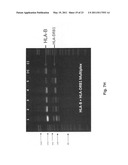 Methods for PCR and HLA typing using raw blood diagram and image