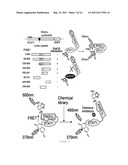 HIGH-SENSITIVE FLUORESCENT ENERGY TRANSFER ASSAY USING FLUORESCENT AMINO ACIDS AND FLUORESENT PROTEINS diagram and image