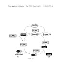 HIGH-SENSITIVE FLUORESCENT ENERGY TRANSFER ASSAY USING FLUORESCENT AMINO ACIDS AND FLUORESENT PROTEINS diagram and image