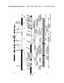 DIAGNOSIS OF HEREDITARY SPASTIC PARAPLEGIAS (HSP) BY IDENTIFICATION OF A MUTATION IN THE ZFYVE26 GENE OR PROTEIN diagram and image