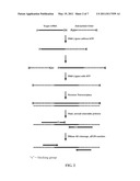 SMALL RNA DETECTION ASSAYS diagram and image