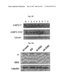 Antibody Specific to the AIMP2-DX2 diagram and image