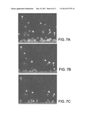 System and Method for Quantitative Assessment of Biological Migration Behavior diagram and image