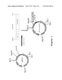 PROCESS FOR OBTAINING ASPART INSULIN USING A PICHIA PASTORIS YEAST STRAIN diagram and image