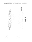 DOUBLE-STRANDED NUCLEIC ACID diagram and image