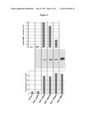 METHODS FOR IDENTIFICATION, AND COMPOUNDS USEFUL FOR THE TREATMENT OF DEGENERATIVE & INFLAMMATORY DISEASES diagram and image