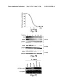 COMPOSITIONS, KITS, AND METHODS FOR IDENTIFICATION, ASSESSMENT, PREVENTION, AND THERAPY OF CANCER diagram and image