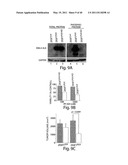 COMPOSITIONS, KITS, AND METHODS FOR IDENTIFICATION, ASSESSMENT, PREVENTION, AND THERAPY OF CANCER diagram and image