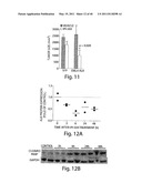 COMPOSITIONS, KITS, AND METHODS FOR IDENTIFICATION, ASSESSMENT, PREVENTION, AND THERAPY OF CANCER diagram and image