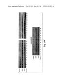 COMPOSITIONS, KITS, AND METHODS FOR IDENTIFICATION, ASSESSMENT, PREVENTION, AND THERAPY OF CANCER diagram and image