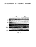 COMPOSITIONS, KITS, AND METHODS FOR IDENTIFICATION, ASSESSMENT, PREVENTION, AND THERAPY OF CANCER diagram and image