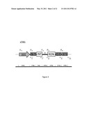 CONSTRUCT CAPABLE OF RELEASE IN CLOSED CIRCULAR FORM FROM A LARGER NUCLEOTIDE SEQUENCE PERMITTING SITE SPECIFIC EXPRESSION AND/OR DEVELOPMENTALLY REGULATED EXPRESSION OF SELECTED GENETIC SEQUENCES diagram and image