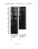 Gene Participating in Low Temperature Germinability in Rice and Utilization of the Same diagram and image