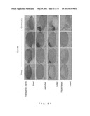 Gene Participating in Low Temperature Germinability in Rice and Utilization of the Same diagram and image