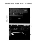 Genes Controlling Plant Root Growth And Development For Stress Tolerance And Method Of Their Use diagram and image