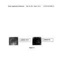 MESENCHYMAL STROMAL CELL POPULATIONS AND METHODS OF USING SAME diagram and image