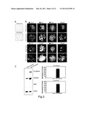 CELLULAR DIFFERENTIATION PROMOTION diagram and image