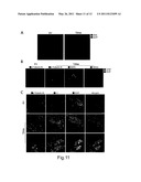 CELLULAR DIFFERENTIATION PROMOTION diagram and image