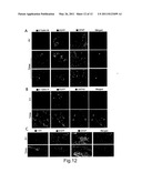 CELLULAR DIFFERENTIATION PROMOTION diagram and image