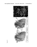 METHODS OF ISOLATING NON-SENESCENT CARDIAC STEM CELLS AND USES THEREOF diagram and image