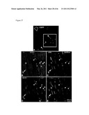 METHODS OF ISOLATING NON-SENESCENT CARDIAC STEM CELLS AND USES THEREOF diagram and image