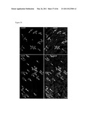 METHODS OF ISOLATING NON-SENESCENT CARDIAC STEM CELLS AND USES THEREOF diagram and image