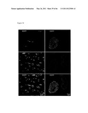 METHODS OF ISOLATING NON-SENESCENT CARDIAC STEM CELLS AND USES THEREOF diagram and image